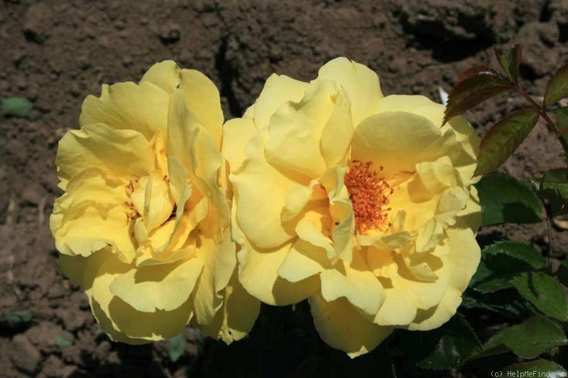 'Dukat (climber, Evers/Tantau, 1999/2010)' rose photo