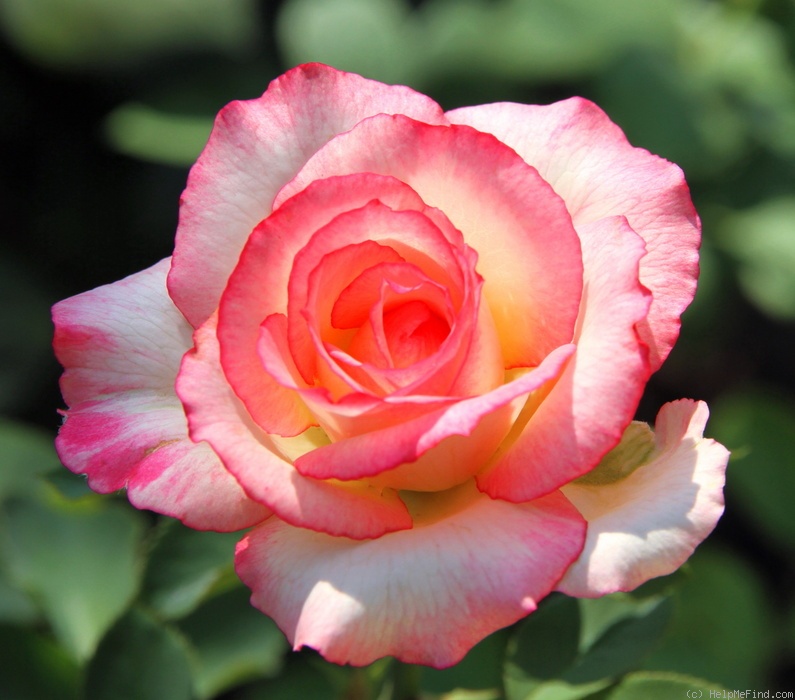 'Leo Ferré ®' rose photo