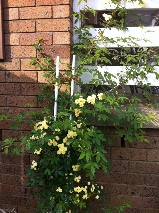'Yellow Banksia' rose photo