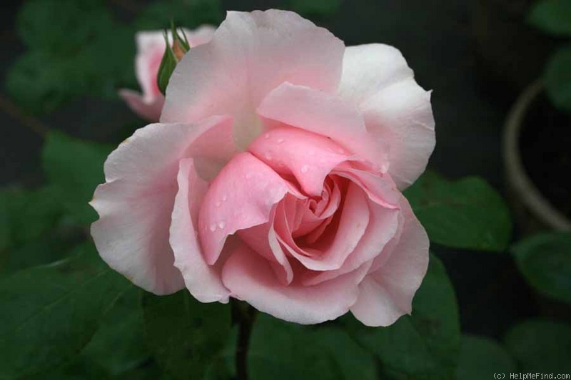 'La Nina (floribunda, Meilland, 2005)' rose photo