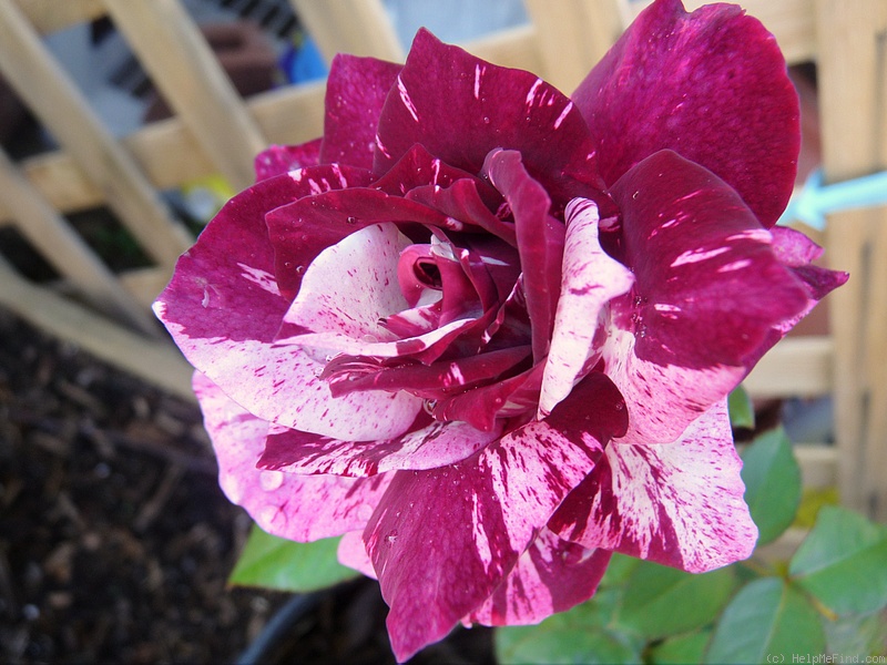 'Purple Tiger (Floribunda, Christensen, 1991)' rose photo