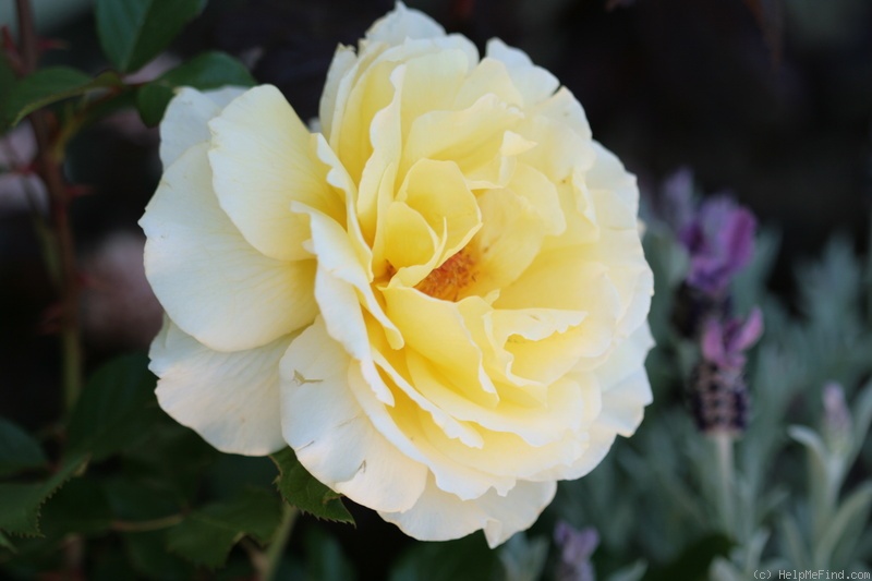 'White Licorice™' Rose