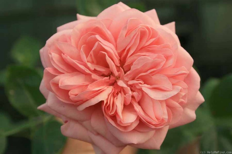 'Proud Bride ®' rose photo