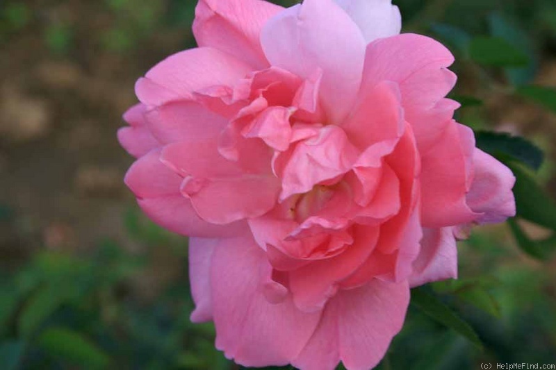 'Prairie Dawn' rose photo