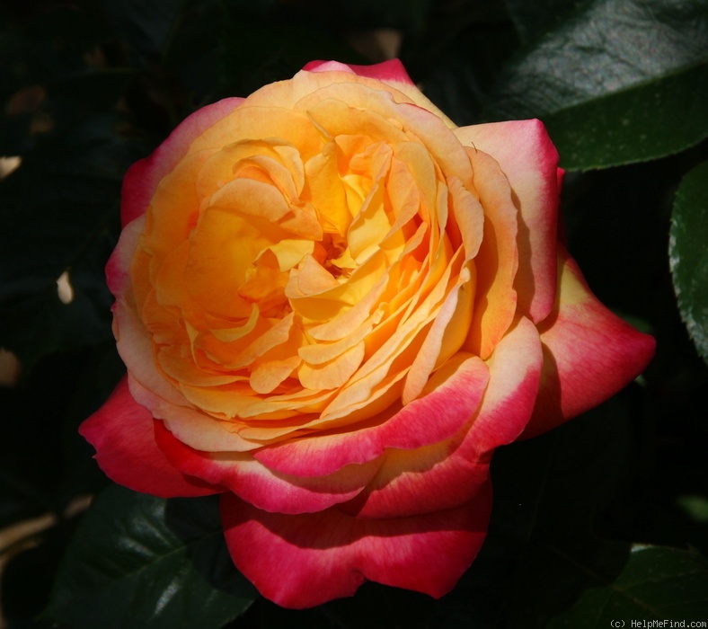 'Pullman Orient Express ®' rose photo