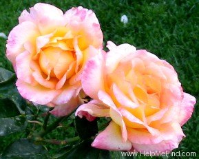 'Glowing Peace' rose photo