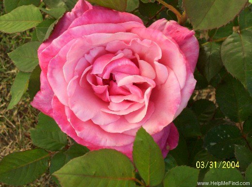 'First Prize' rose photo