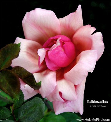 'Kolkhoznitsa' rose photo