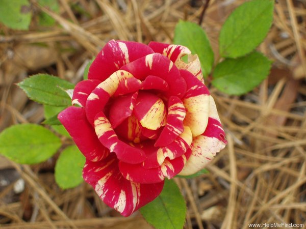 'Fall Festival ™' rose photo