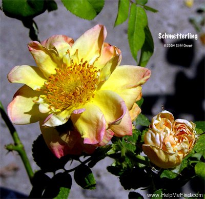 'Schmetterling' rose photo
