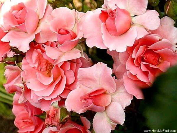 'Citrus Tease ™' rose photo