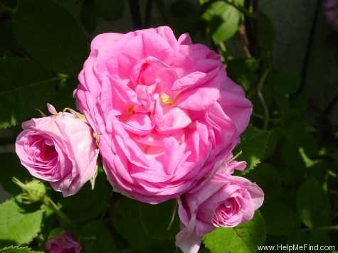 'La Ville de Bruxelles (Damask, Vibert, 1837)' rose, click to enlarge 'La Ville de Bruxelles (Damask, Vibert, 1837)' rose photo