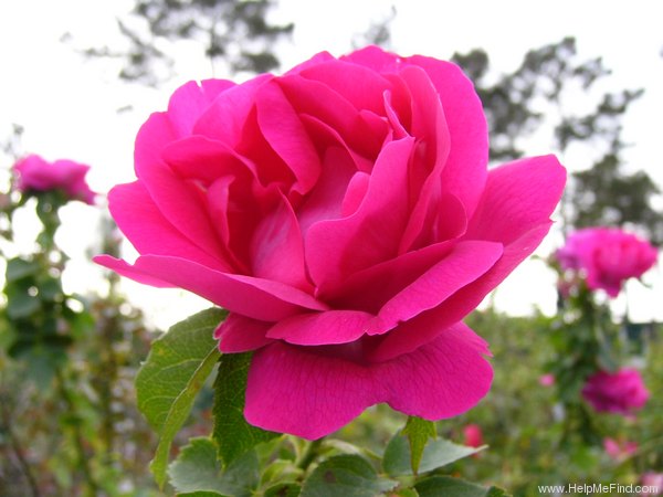 'Paul Neyron (Hybrid Perpetual, Levet, 1869)' rose photo