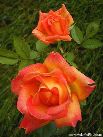 'Super Sun' rose, click to enlarge 'Super Sun' rose photo