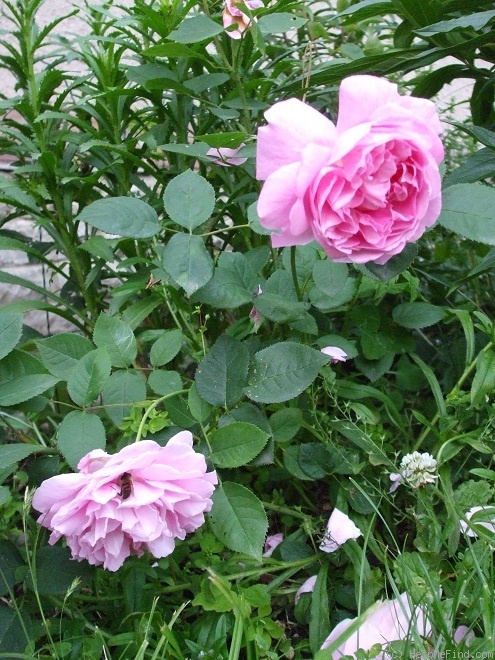 'Mary Rose ®' rose photo