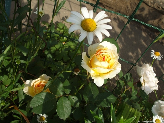 'Molineux' rose photo