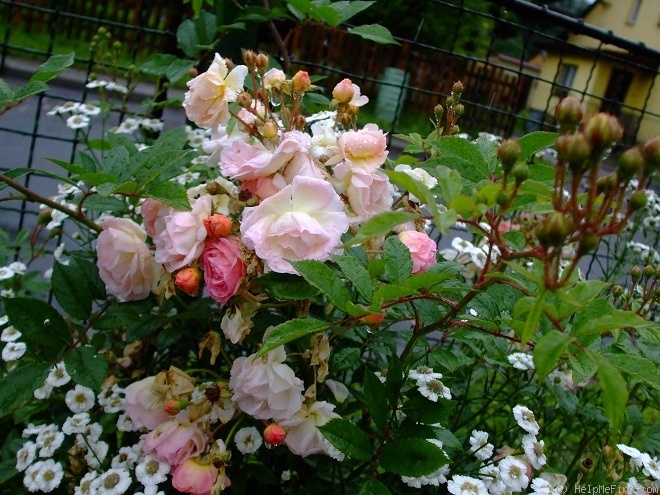 'Ghislaine de Féligonde' rose photo