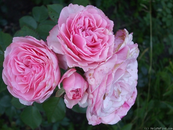 'Mariatheresia ®' rose photo