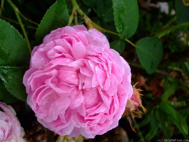 'Sidonie (damask perpetual, Vibert, by 1847)' rose photo