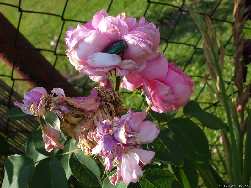 'Sidonie (damask perpetual, Vibert, by 1847)' rose photo