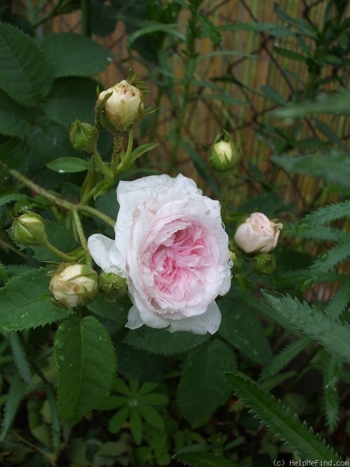 'Félicité Parmentier' rose photo
