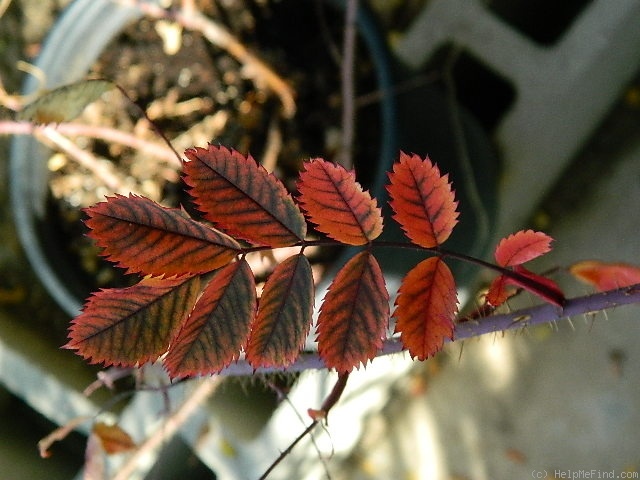 'Suzanne (hybrid spinosissima, Skinner, 1950)' rose photo