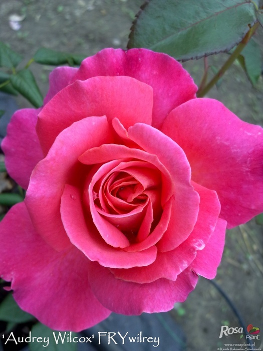 'Audrey Wilcox' rose photo