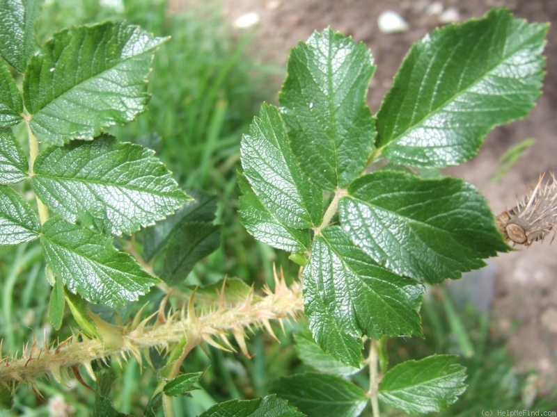 'Polareis' rose photo