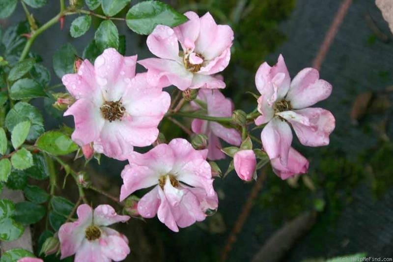 'Repandia ® (shrub, Kordes, 1982)' rose photo