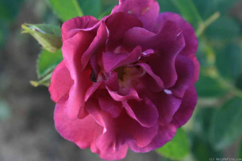 'Rhapsody in Blue ™' rose photo