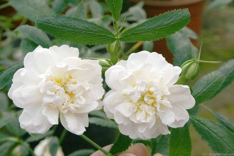 '<i>Rosa cannabifolia</i>' rose photo