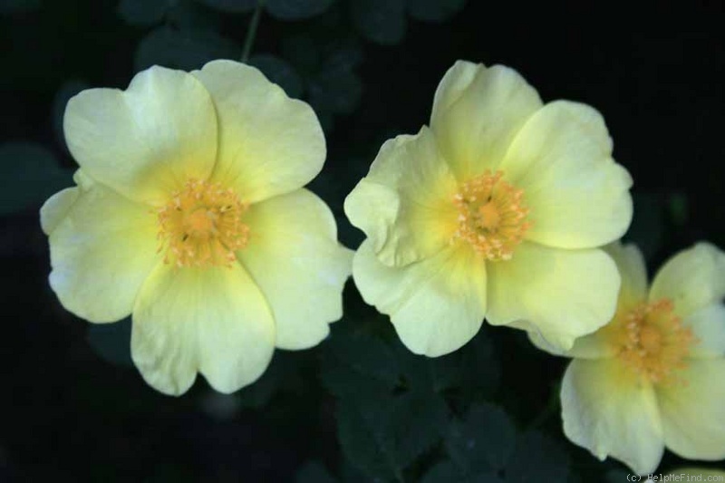 '<i>Rosa pimpinellifolia</i> 'lutea'' rose photo