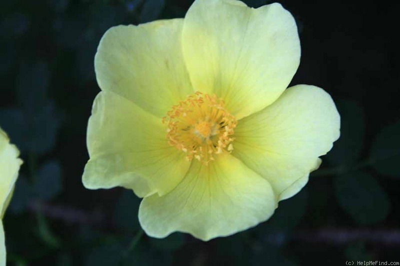 '<i>Rosa pimpinellifolia</i> 'lutea'' rose photo