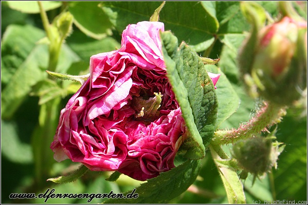 'Léda (damask, Unknown before 1818)' rose photo