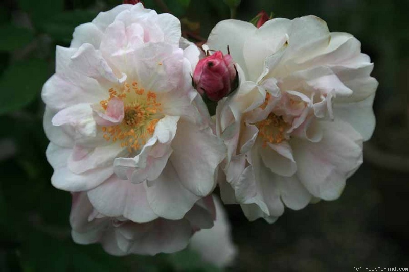 'Venusta Pendula' rose photo