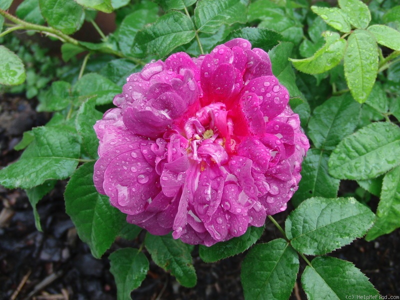 'Indigo (portland, Laffay, 1843)' rose photo
