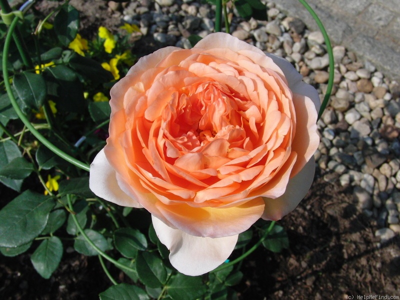 'Zitronenrose' rose photo
