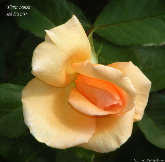 'Winter Sunset (Shrub, Buck, 1992)' rose photo