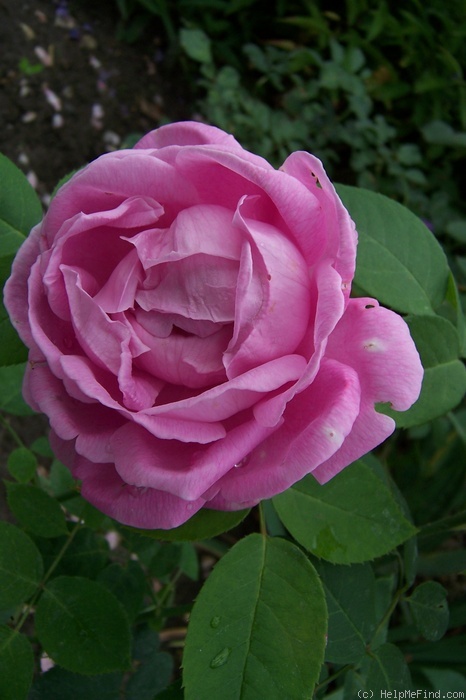 'Mademoiselle Honorine Duboc (Hybrid Perpetual, Duboc, 1894)' rose photo