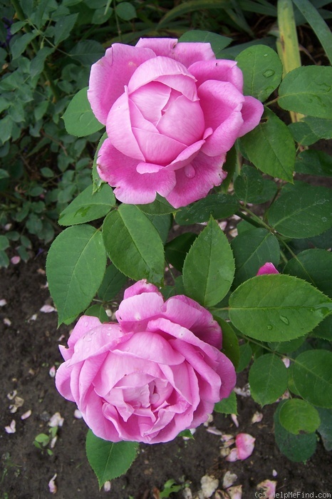 'Mademoiselle Honorine Duboc (Hybrid Perpetual, Duboc, 1894)' rose photo