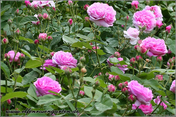 'Louise Odier (Bourbon, Margottin, 1851)' rose photo