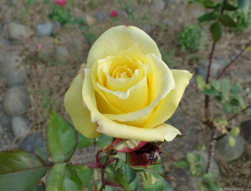 'Nobilo's Chardonnay ®' rose photo
