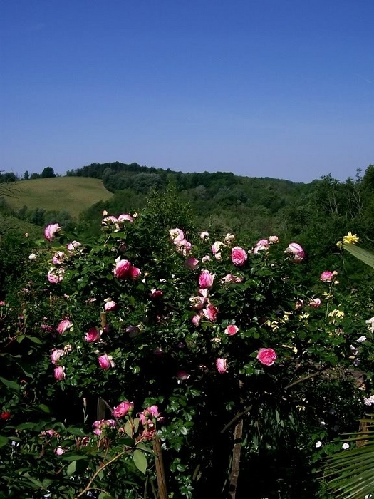'Il Giardino dei Pigri (The Garden for the Lazy)'  photo