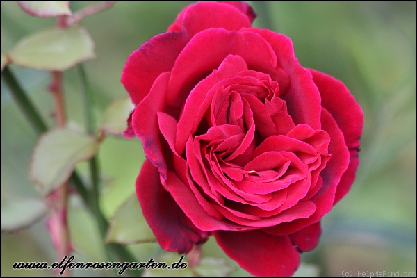 'Velvet Fragrance (Hybrid Tea, Fryer before 1985)' rose photo