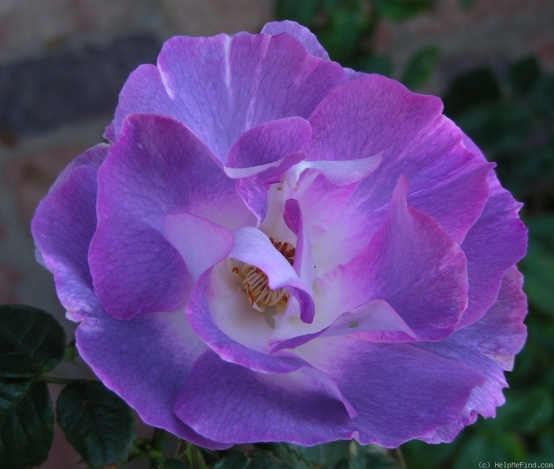 'Blue For You (Floribunda, James 2001)' rose photo