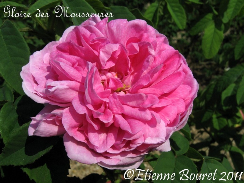 'Gloire des Mousseuses' rose photo