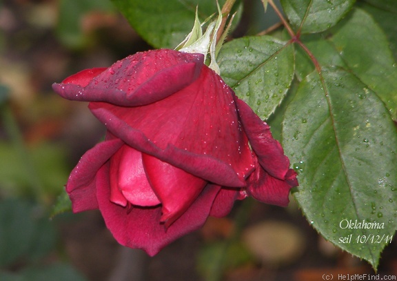 'Oklahoma (Hybrid Tea, Swim & Weeks, 1963)' rose photo