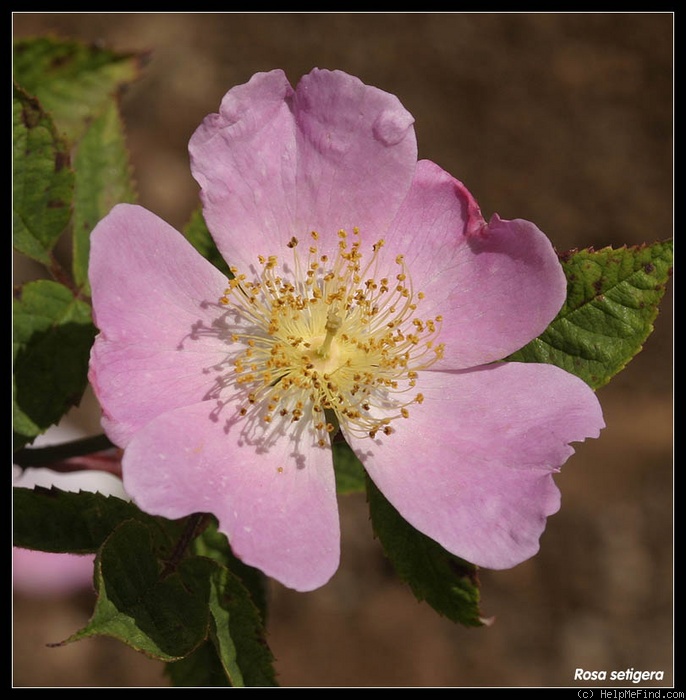 '<i>Rosa setigera</i> Michaux' rose photo