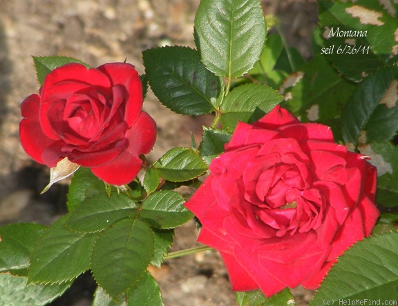 'Montana ™ (miniature, Saville, 1991/2001)' rose photo