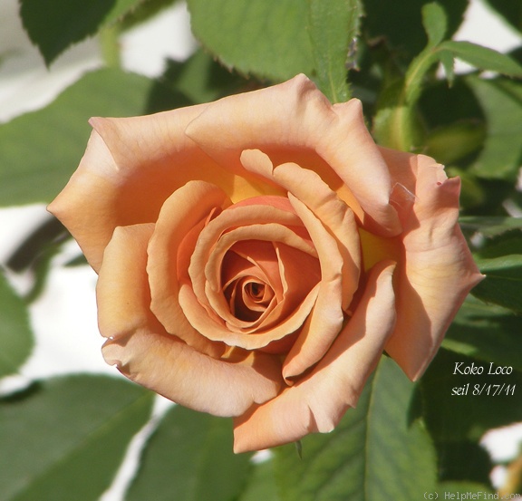 'Koko Loco (Floribunda, Bedard, 2010)' rose photo